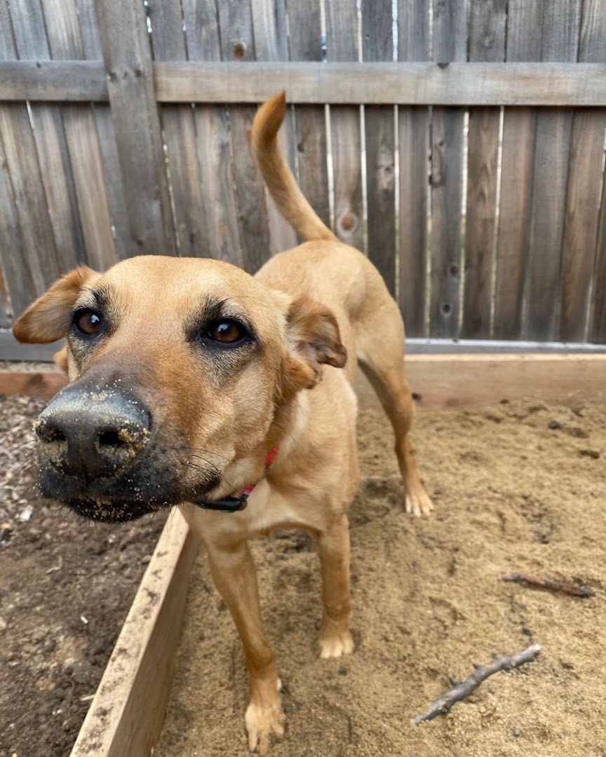 Maggie's Canine Connection