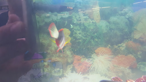 Pet Supply Store «Global Aquatics & Pet Supplies», reviews and photos, 1420 S Carlos Ave, Ontario, CA 91761, USA