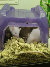 Petco - Photo 6 - Car repair in Hudson, MA, Leominster