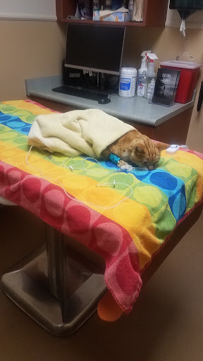 Primary Care Animal Hospital image