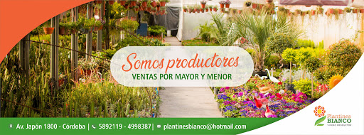 Plantines Bianco Vivero Mayorista