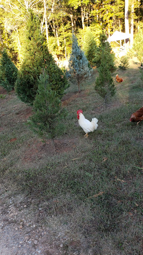 Christmas Tree Farm «Sleepy Hollow Farm & Escape Woods», reviews and photos, 628 Sleepy Hollow Rd, Powder Springs, GA 30127, USA