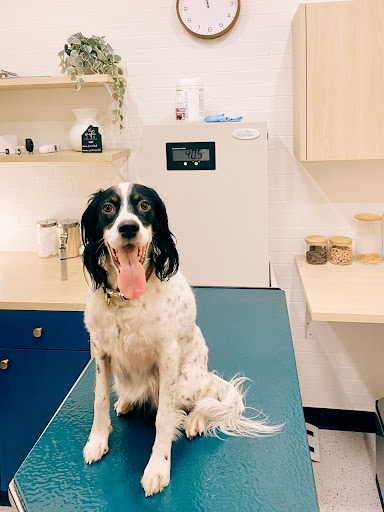 Bond Vet - Watertown image