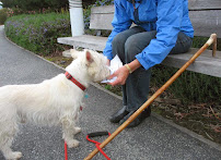Service Dog Tutor - Photo 5 - Car repair in Belmont, CA, San Mateo