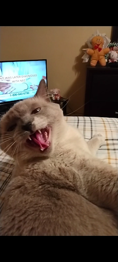 Pet Supply Store «PetSmart», reviews and photos, 11132 Abercorn St, Savannah, GA 31419, USA