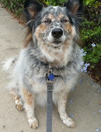 Pridey Petcare - Photo 2 - Car repair in , San Diego