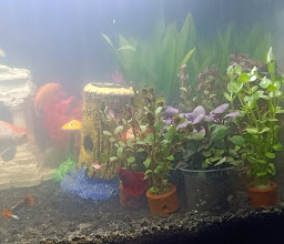 Aquajoss photo