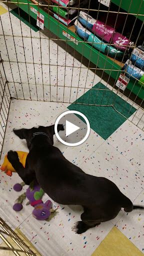 Pet Supply Store «Pet Supplies Plus», reviews and photos, 3120 NJ-35, Hazlet, NJ 07730, USA