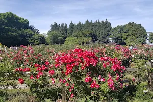Rose Garden of QE Park image