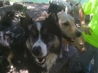 Fetch Fraternity Doggy Daycare - Photo 8 - Car repair in Franklin, WI, Milwaukee