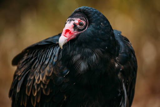 Nature Preserve «Iowa Raptor Center», reviews and photos, 2095 Mehaffey Bridge Rd NE, Solon, IA 52333, USA