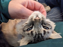 Royal Paws Pet Sitting LLC - Photo 6 - Car repair in , Indianapolis