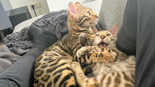 My Bengal Doodle Kittens