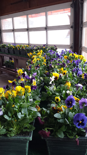 Florist «Sunshine Flowers», reviews and photos, 4509 Rainbow Blvd, Kansas City, KS 66103, USA