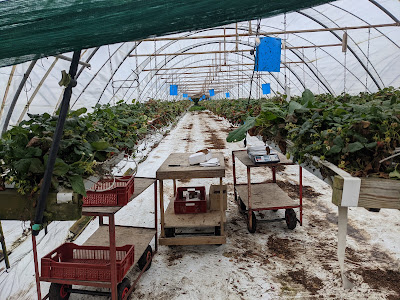 Les fraises de Sibiril - producteur fraises et framboises à Sibiril