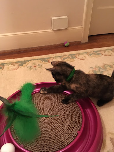 Pet Supply Store «Pet Supermarket», reviews and photos, 608 Montgomery Hwy, Vestavia Hills, AL 35216, USA