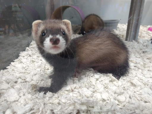 Pet Supply Store «Pet Supplies Plus», reviews and photos, 319 Massachusetts Ave, Lunenburg, MA 01462, USA