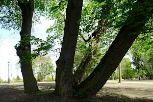 Park w Krępcu image