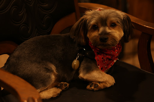 Pet Supply Store «Pet Supplies Plus», reviews and photos, 9430 W 159th St, Orland Park, IL 60467, USA