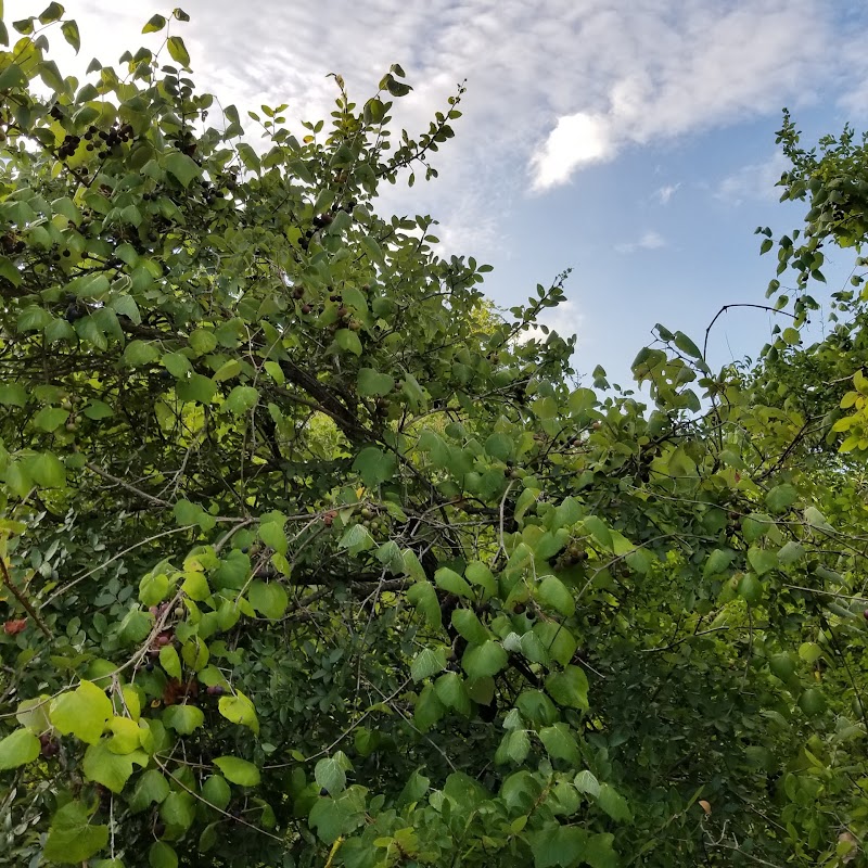 Little Walnut Creek Greenbelt