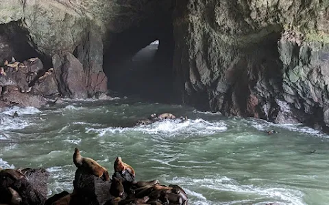 Sea Lion Caves image