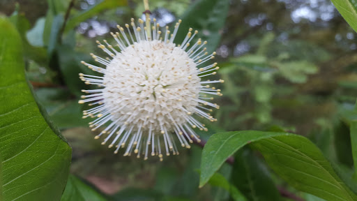 Park «Big Creek Park», reviews and photos, 1600 Old Alabama Rd, Roswell, GA 30076, USA