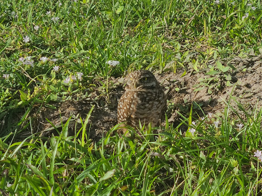 Park «Owl Park», reviews and photos, SW 26th St, Davie, FL 33325, USA
