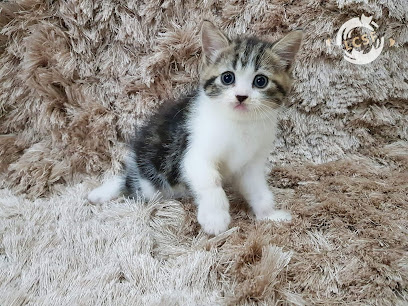 LCSF: Lester's Cattery Scottish Fold