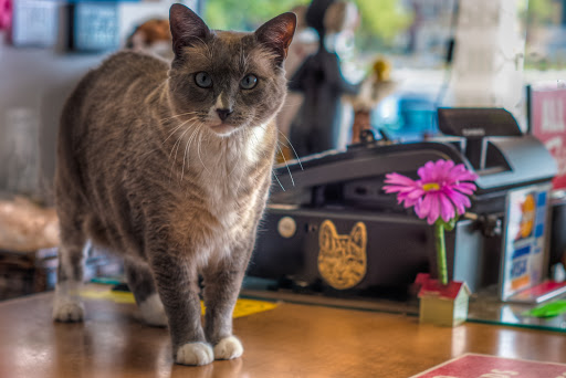 Thrift Store «FurKids Thrift Store», reviews and photos, 4015 Holcomb Bridge Rd #400, Norcross, GA 30092, USA