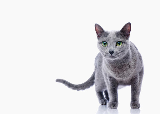 Pet Store «Sierra Fish and Pets», reviews and photos, 601 S Grady Way Suite M, Renton, WA 98057, USA