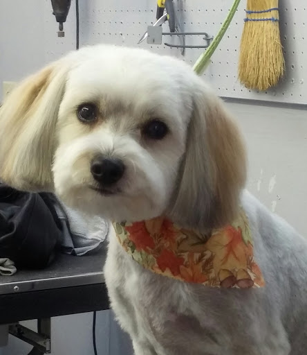 Pet Supply Store «Ma & Paws Pet Supplies», reviews and photos, 206 Anderson Ln N #200, Hendersonville, TN 37075, USA