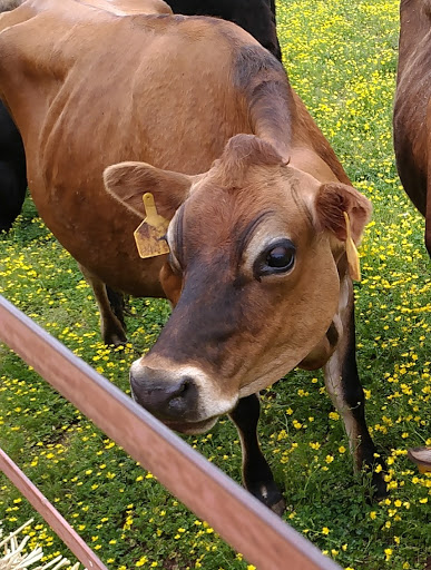 Dairy Farm «Cows-N-Corn», reviews and photos, 5225 Catlett Rd, Midland, VA 22728, USA