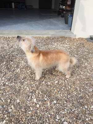 Douceur Canine à Perceneige