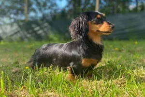 Grampound Secure Dog Walking Field image
