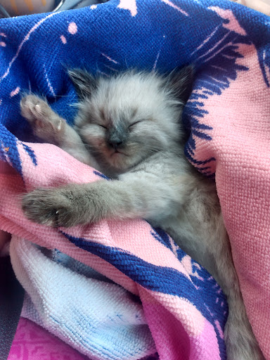 Grocery Store «Safeway», reviews and photos, 1725 Pacific Ave, Woodland, WA 98674, USA