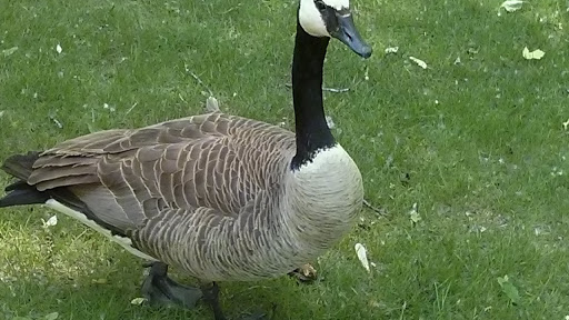 Park «Akin Riverside Park», reviews and photos, 1721 River Ave, Anoka, MN 55303, USA