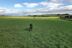 Run Free Dog Fields image