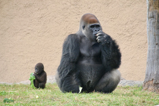 Zoo «Gladys Porter Zoo», reviews and photos, 500 E Ringgold St, Brownsville, TX 78520, USA