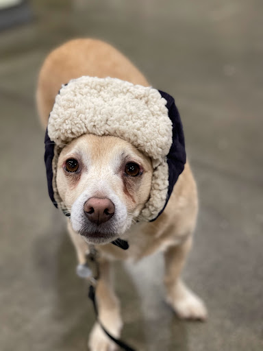 Pet Supply Store «PetSmart», reviews and photos, 315 Gellert Blvd, Daly City, CA 94015, USA