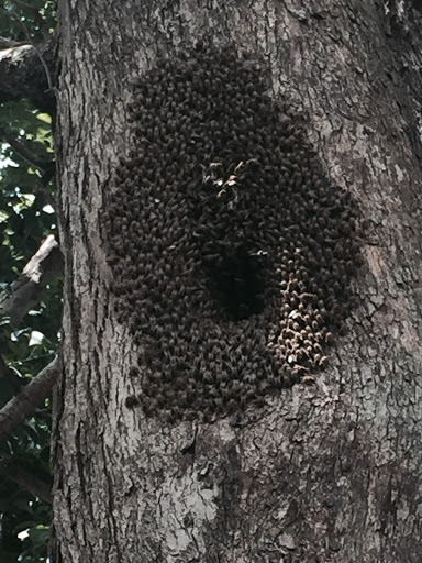 Pest Control Service «Critter Control of Miami», reviews and photos