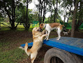 Dog accommodation Panama