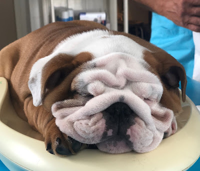 Clinique Vétérinaire du Mignon à Mauzé-sur-le-Mignon