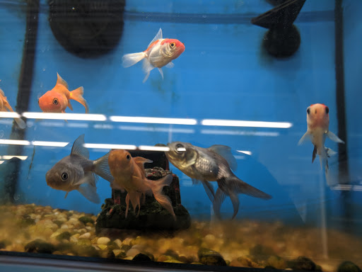 Pet Supply Store «Pet Supplies Plus», reviews and photos, 1240 Seminole Trail, Charlottesville, VA 22901, USA