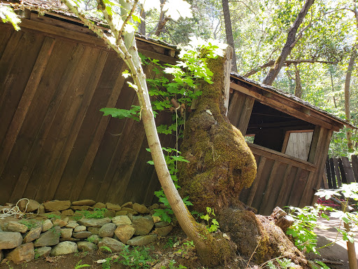 Tourist Attraction «Oregon Vortex», reviews and photos, 4303 Sardine Creek L Fork Rd, Gold Hill, OR 97525, USA