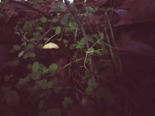 Park «Willamette Heights Park», reviews and photos, 508 Valley View, Springfield, OR 97477, USA