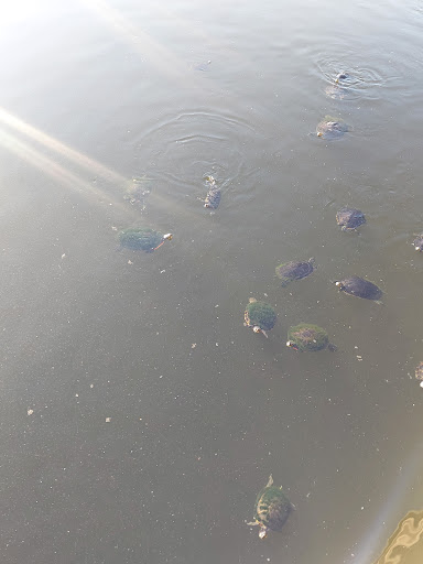 Park «Lake Lily Park», reviews and photos, 900 S Orlando Ave, Maitland, FL 32751, USA