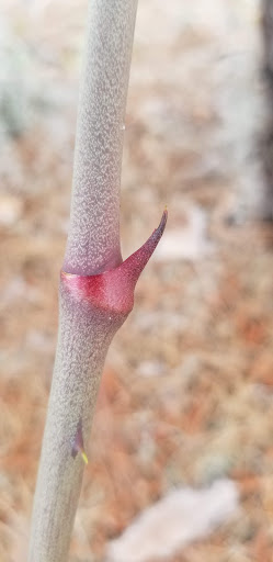 Nature Preserve «Marshall Hampton Reserve», reviews and photos, 3115 Thornhill Rd, Winter Haven, FL 33880, USA