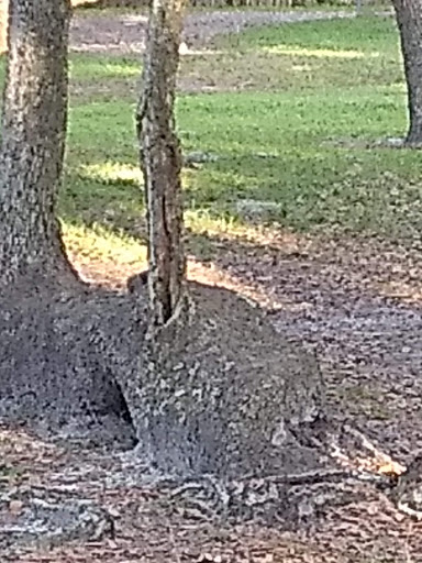 Park «Boston Hill Park», reviews and photos, 777 S Central Ave, Oviedo, FL 32765, USA