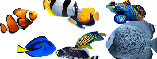 Aquarium Shop «Aquarium Arts», reviews and photos, 1810 W Baseline Rd #1, Mesa, AZ 85202, USA