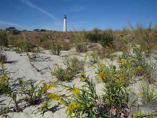 Bird Watching Area «South Cape May Meadows», reviews and photos, 692 Sunset Blvd, Cape May, NJ 08204, USA